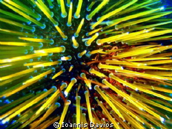 Brown sea urchin by Ioannis Davios 